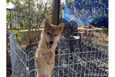 成約済の岡山県の柴犬-233533の1枚目