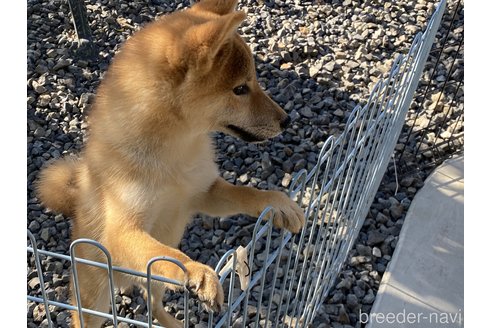 成約済の岡山県の柴犬-233533の4枚目
