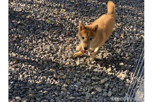 成約済の岡山県の柴犬-233533の3枚目