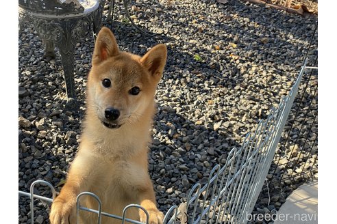 成約済の岡山県の柴犬-233533の2枚目