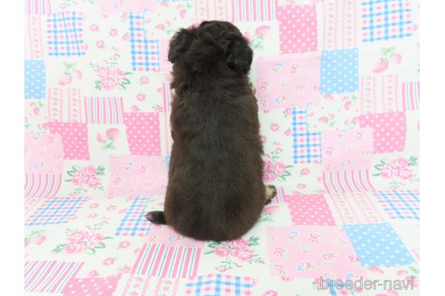 成約済の千葉県のチワワ(ロングコート)-272976の21枚目