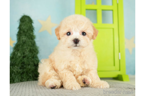 成約済の千葉県のトイプードル-274876の5枚目