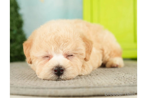 成約済の千葉県のトイプードル-274876の4枚目