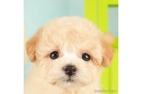 成約済の千葉県のトイプードル-274876の1枚目