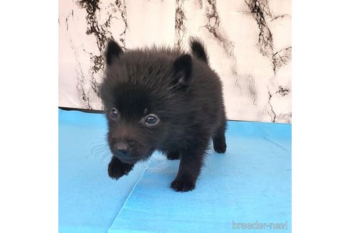 成約済の茨城県のスキッパーキ-274878の56枚目