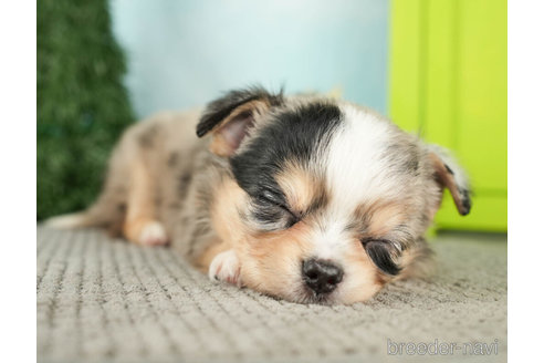 成約済の千葉県のチワワ(ロングコート)-274884の3枚目