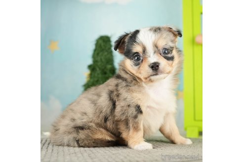 成約済の千葉県のチワワ(ロングコート)-274884の1枚目