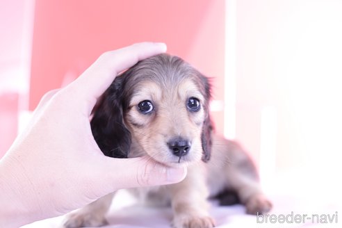 成約済の愛知県のカニンヘンダックスフンド(ロングヘアード)-271801の4枚目