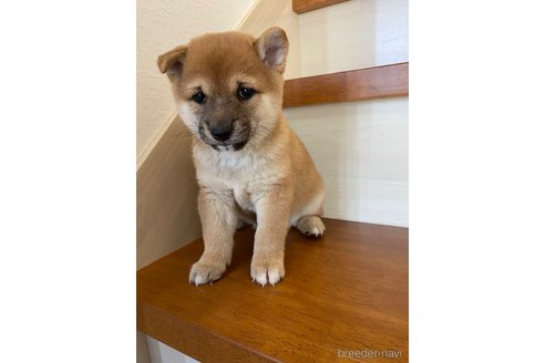 成約済の茨城県の豆柴-267622の1枚目