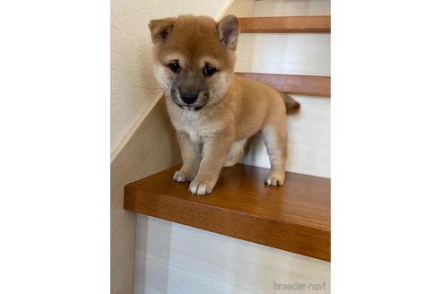 販売中の茨城県の豆柴-267622の5枚目