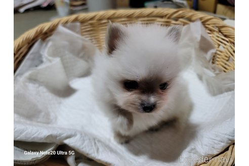 成約済の千葉県のポメラニアン-272790の8枚目
