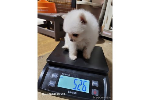 成約済の千葉県のポメラニアン-272790の7枚目