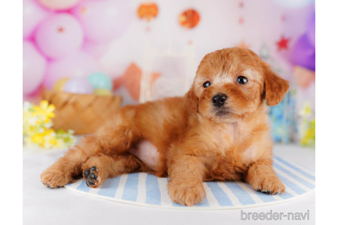 成約済の千葉県のトイプードル-274973の5枚目