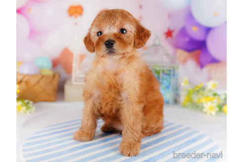 成約済の千葉県のトイプードル-274973の1枚目