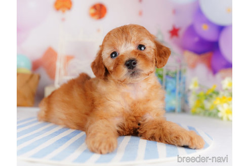 成約済の千葉県のトイプードル-274973の6枚目