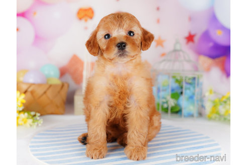 成約済の千葉県のトイプードル-274973の4枚目