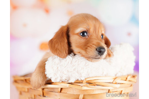 成約済の千葉県のミニチュアダックスフンド(ロングヘアード)-274979の5枚目