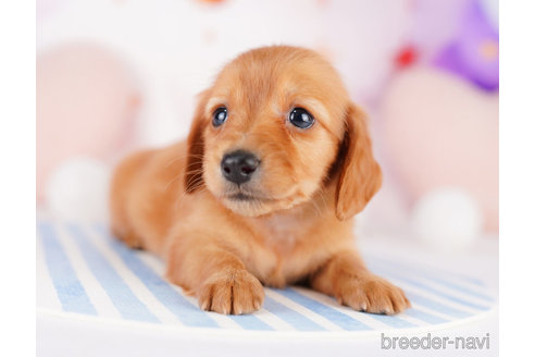 成約済の千葉県のミニチュアダックスフンド(ロングヘアード)-274979