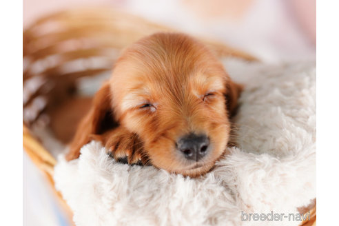 成約済の千葉県のミニチュアダックスフンド(ロングヘアード)-274979の6枚目