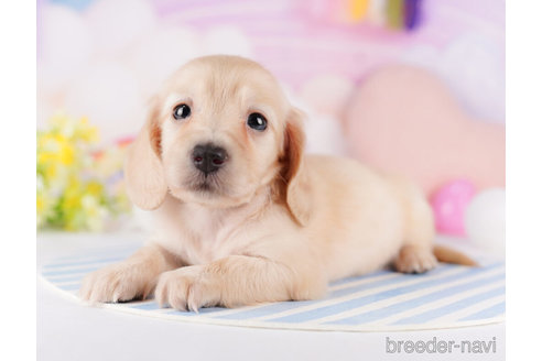 成約済の千葉県のミニチュアダックスフンド(ロングヘアード)-275001の3枚目