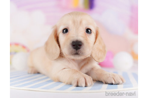 成約済の千葉県のミニチュアダックスフンド(ロングヘアード)-275001の4枚目