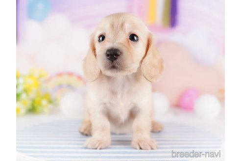 成約済の千葉県のミニチュアダックスフンド(ロングヘアード)-275001