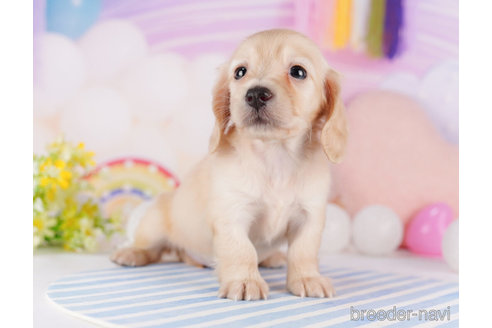 成約済の千葉県のミニチュアダックスフンド(ロングヘアード)-275001の5枚目