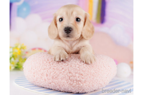 成約済の千葉県のミニチュアダックスフンド(ロングヘアード)-275001の6枚目