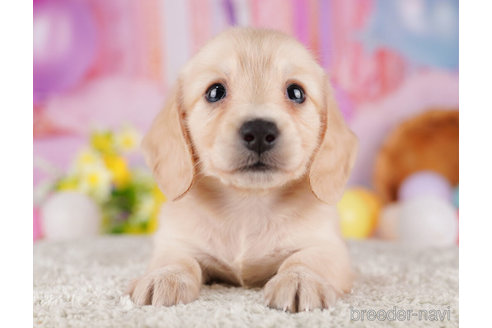 成約済の千葉県のミニチュアダックスフンド(ロングヘアード)-275008