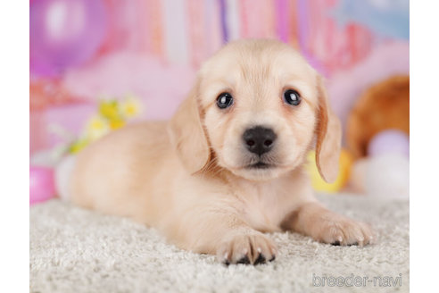 成約済の千葉県のミニチュアダックスフンド(ロングヘアード)-275008の4枚目