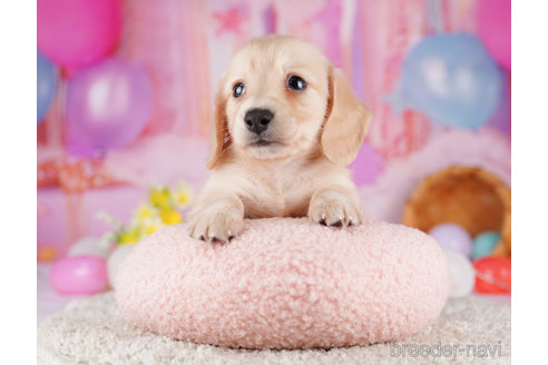 成約済の千葉県のミニチュアダックスフンド(ロングヘアード)-275008の5枚目