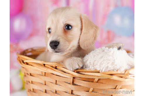 成約済の千葉県のミニチュアダックスフンド(ロングヘアード)-275008の6枚目