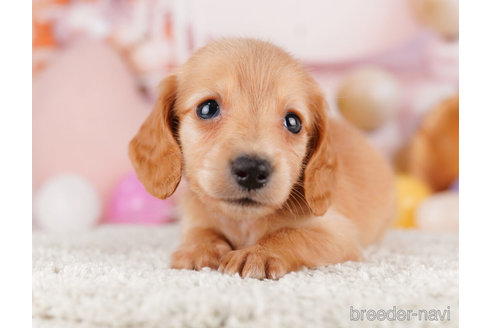 成約済の千葉県のミニチュアダックスフンド(ロングヘアード)-275009の5枚目