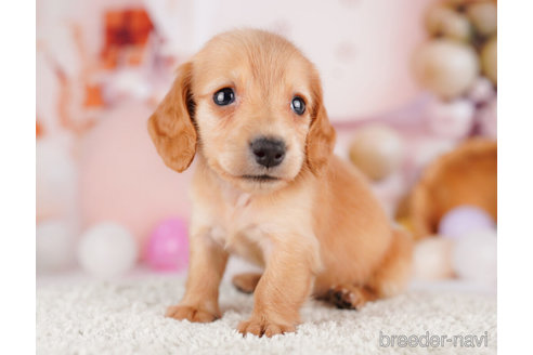 成約済の千葉県のミニチュアダックスフンド(ロングヘアード)-275009の6枚目