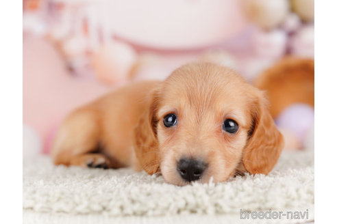 成約済の千葉県のミニチュアダックスフンド(ロングヘアード)-275009の1枚目