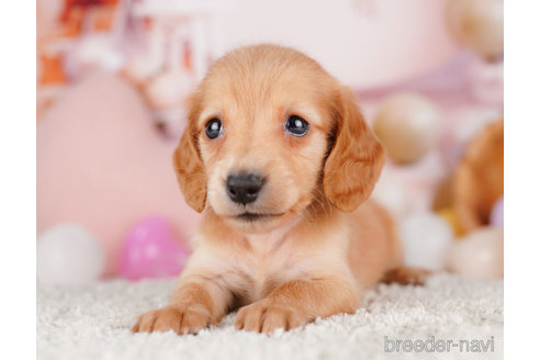 成約済の千葉県のミニチュアダックスフンド(ロングヘアード)-275009の3枚目