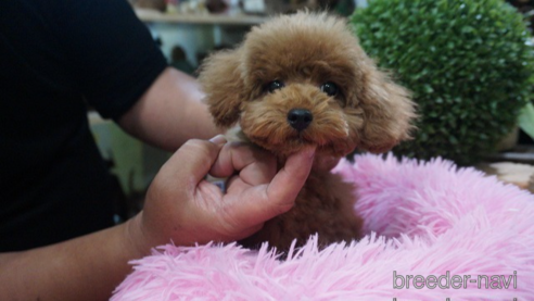 子犬