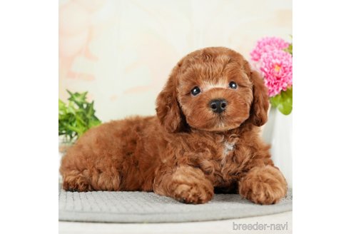 成約済の千葉県のトイプードル-275018の2枚目