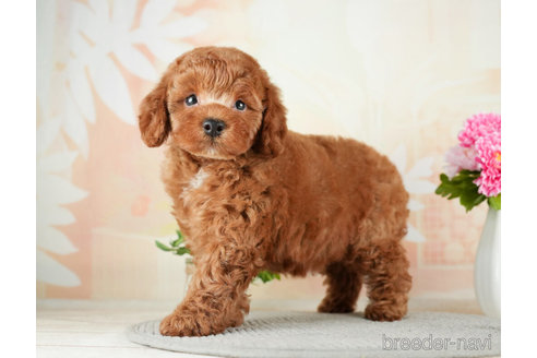 成約済の千葉県のトイプードル-275018の3枚目