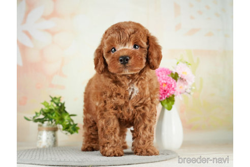 成約済の千葉県のトイプードル-275018の4枚目