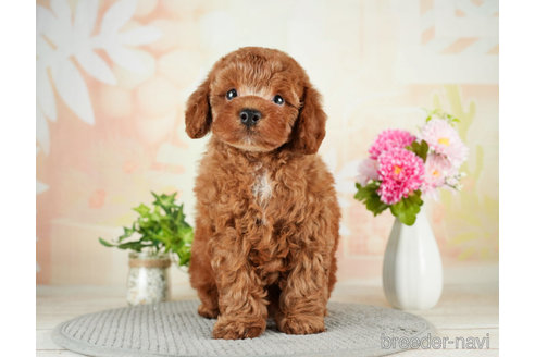 成約済の千葉県のトイプードル-275018の5枚目