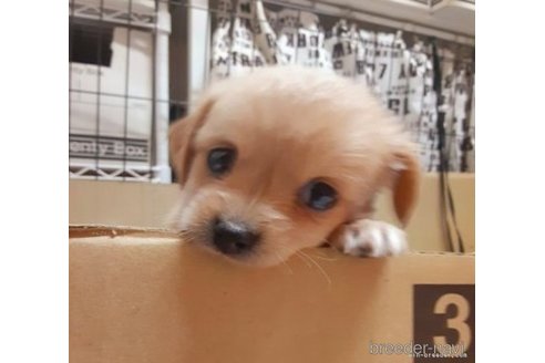 成約済の佐賀県のチワプー:チワワ×トイプードル-275019の3枚目