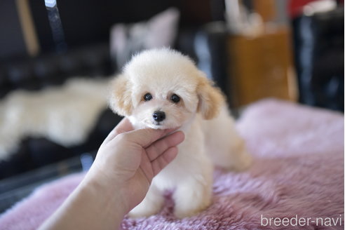 成約済の茨城県のタイニープードル-266562の1枚目