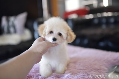 成約済の茨城県のタイニープードル-266562の6枚目