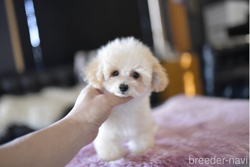 成約済の茨城県のタイニープードル-266562の5枚目