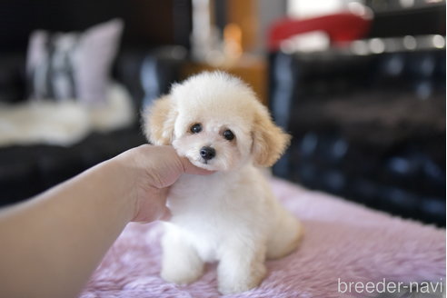 成約済の茨城県のタイニープードル-266562の3枚目