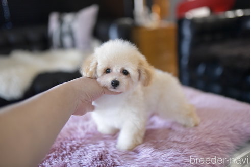 成約済の茨城県のタイニープードル-266562の2枚目