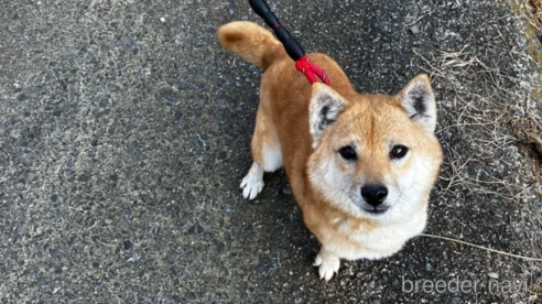 成約済の福島県の豆柴-274512の1枚目