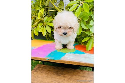 成約済の千葉県のミックス犬-272621の8枚目