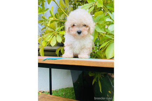 成約済の千葉県のミックス犬-272621の9枚目